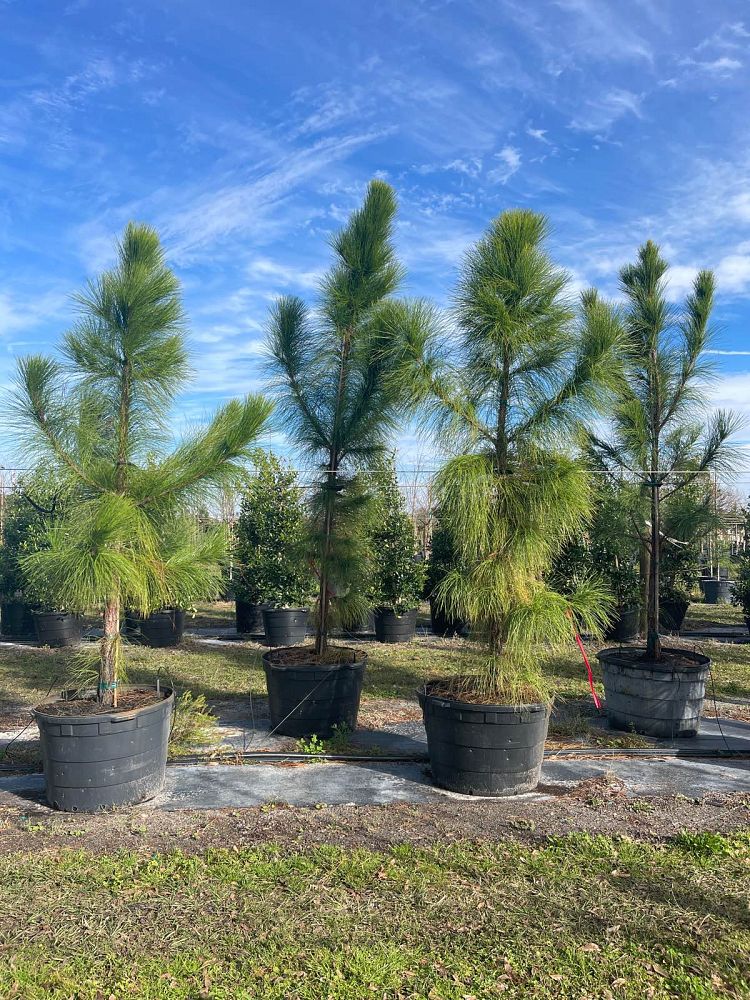 pinus-elliottii-slash-pine