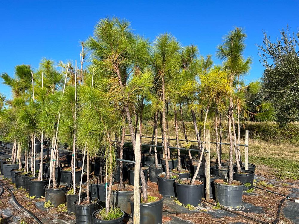 pinus-elliottii-slash-pine