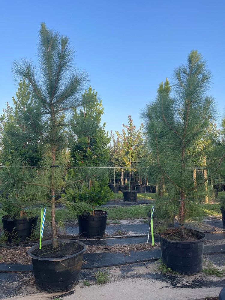 pinus-elliottii-slash-pine