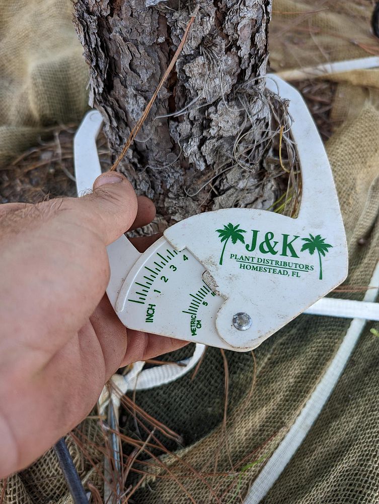 pinus-elliottii-slash-pine