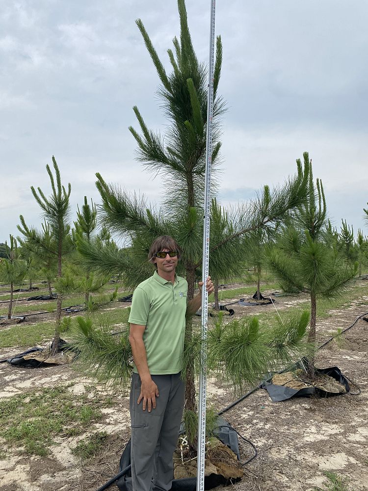 pinus-elliottii-slash-pine
