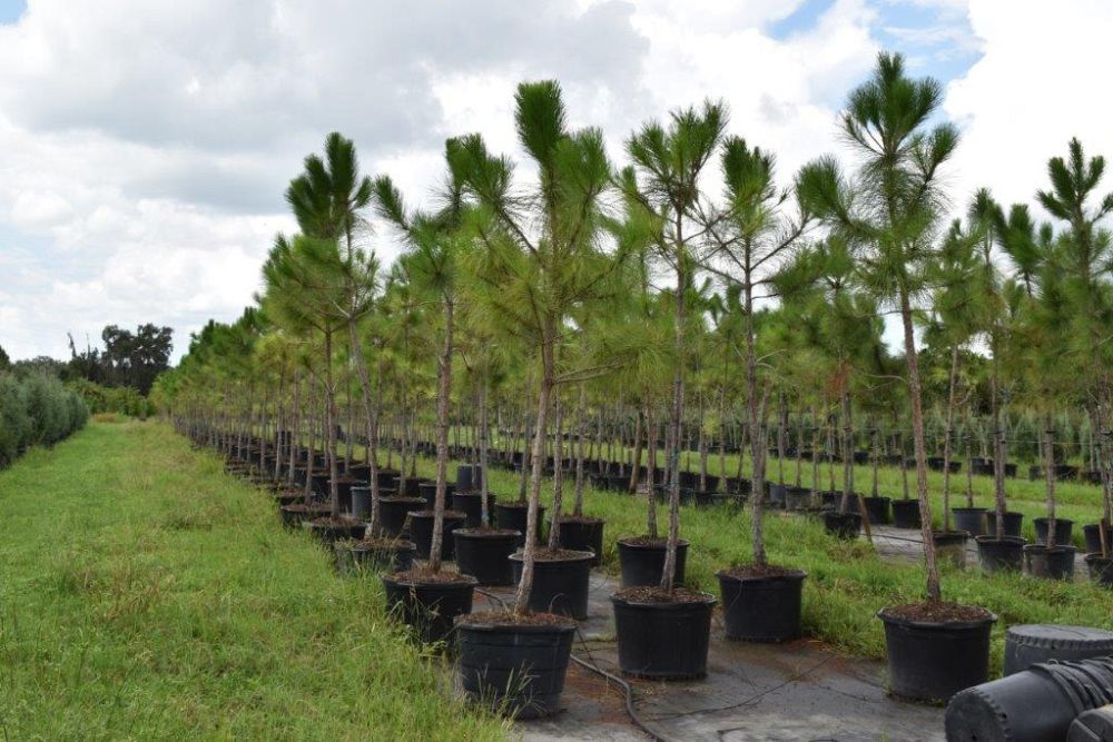 pinus-elliottii-slash-pine