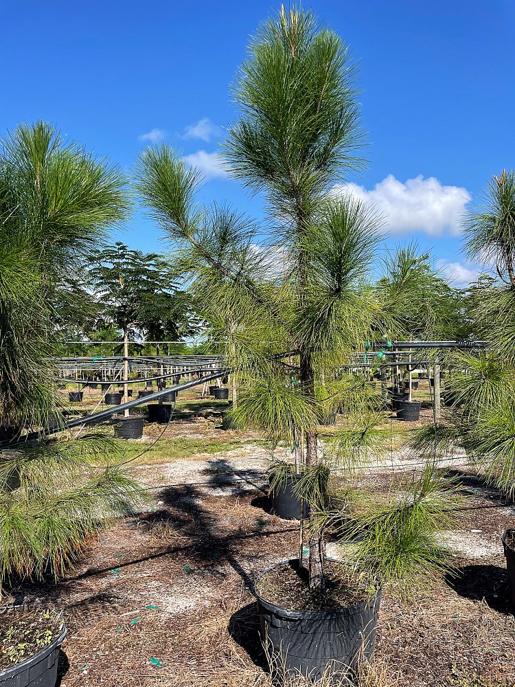 pinus-elliottii-slash-pine