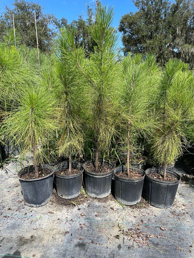 pinus-elliottii-slash-pine