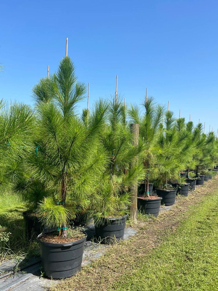 pinus-elliottii-slash-pine