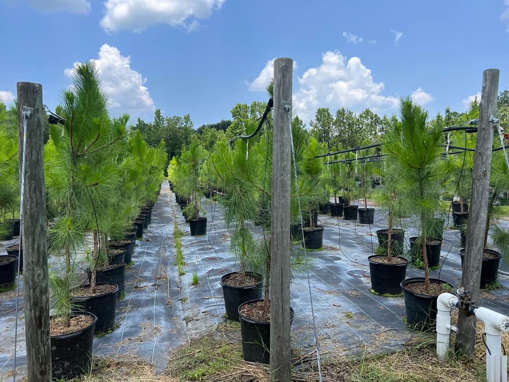 pinus-elliottii-slash-pine
