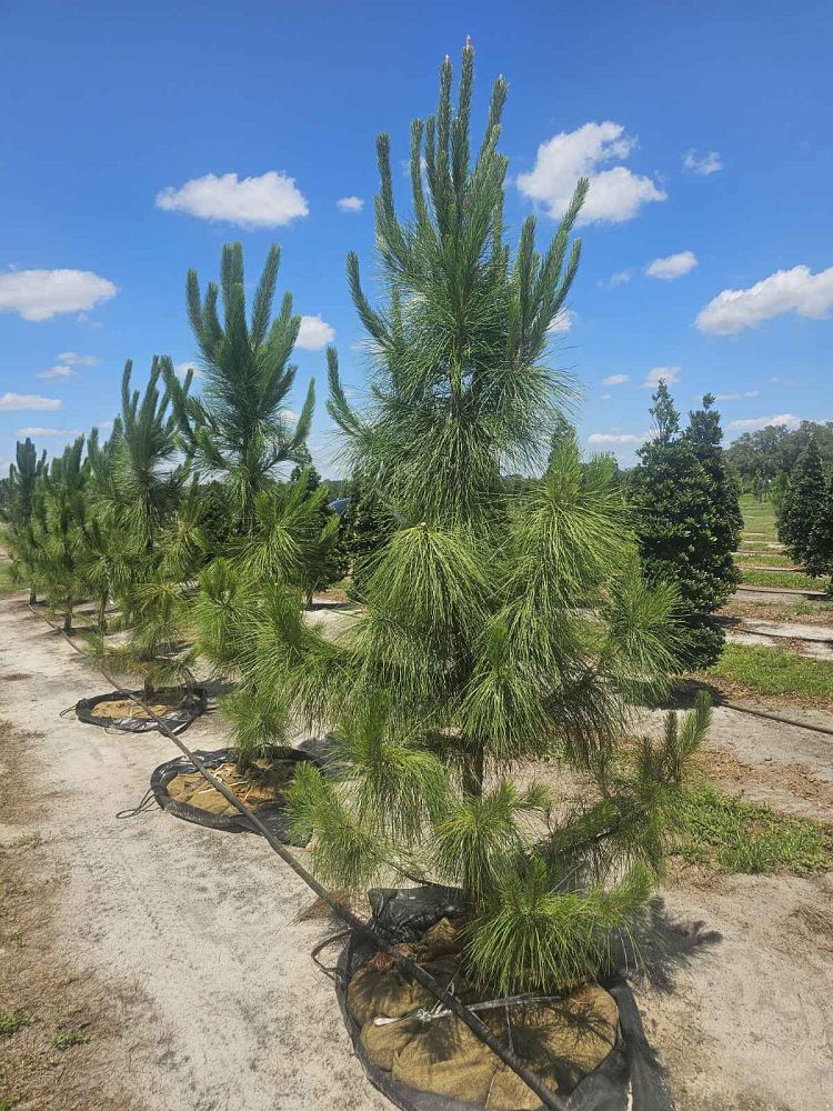 pinus-elliottii-slash-pine