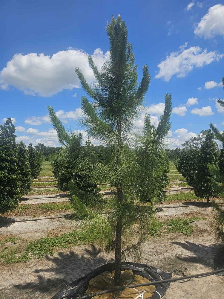 pinus-elliottii-slash-pine