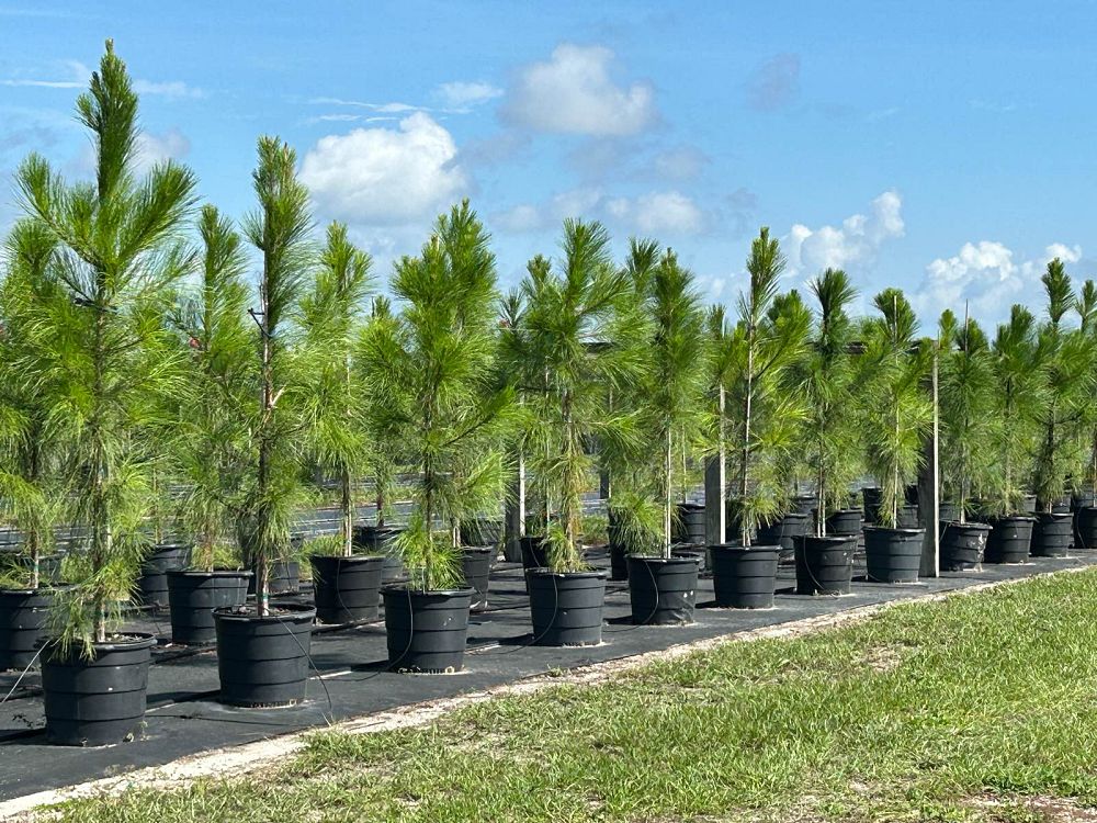 pinus-elliottii-slash-pine