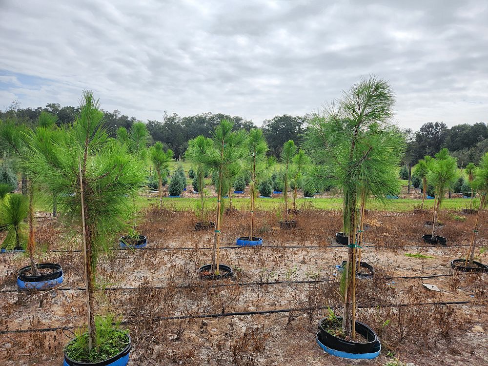 pinus-elliottii-slash-pine