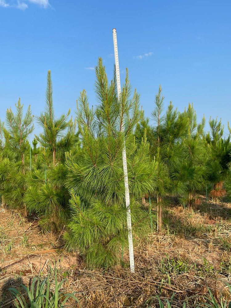 pinus-elliottii-slash-pine