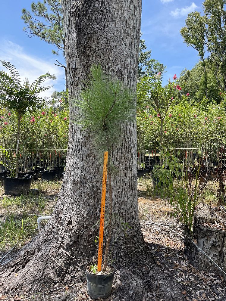 pinus-elliottii-slash-pine