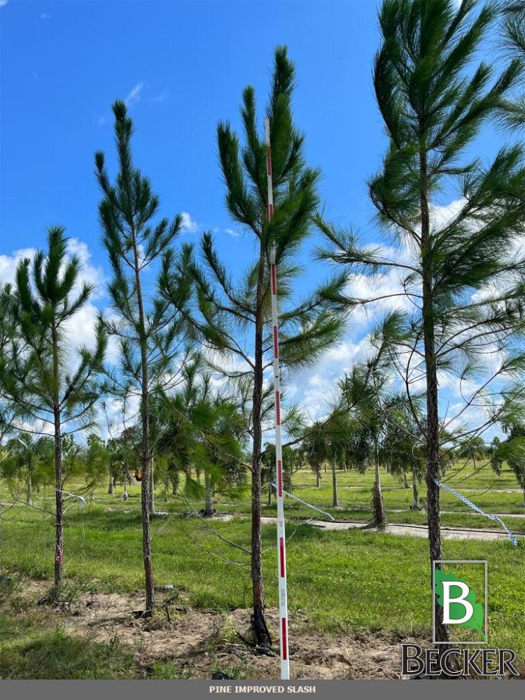 pinus-elliottii-slash-pine