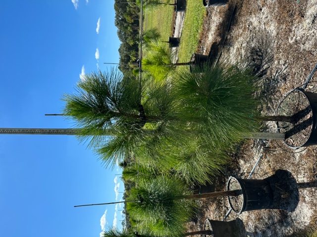 pinus-elliottii-slash-pine