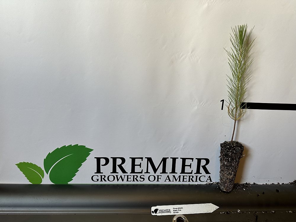 pinus-elliottii-slash-pine