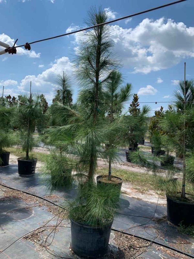 pinus-elliottii-slash-pine