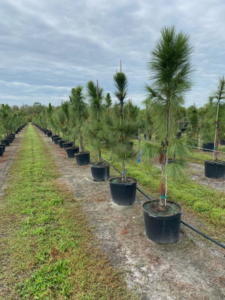 pinus-elliottii-slash-pine