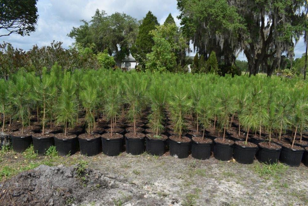 pinus-elliottii-slash-pine