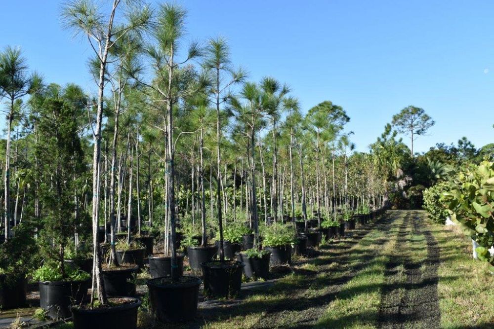 pinus-elliottii-slash-pine