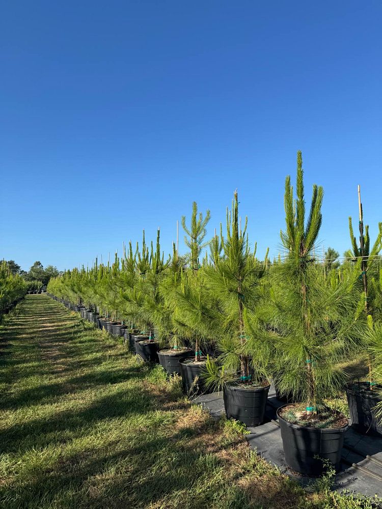 pinus-elliottii-slash-pine