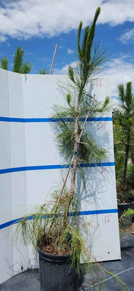 pinus-elliottii-slash-pine