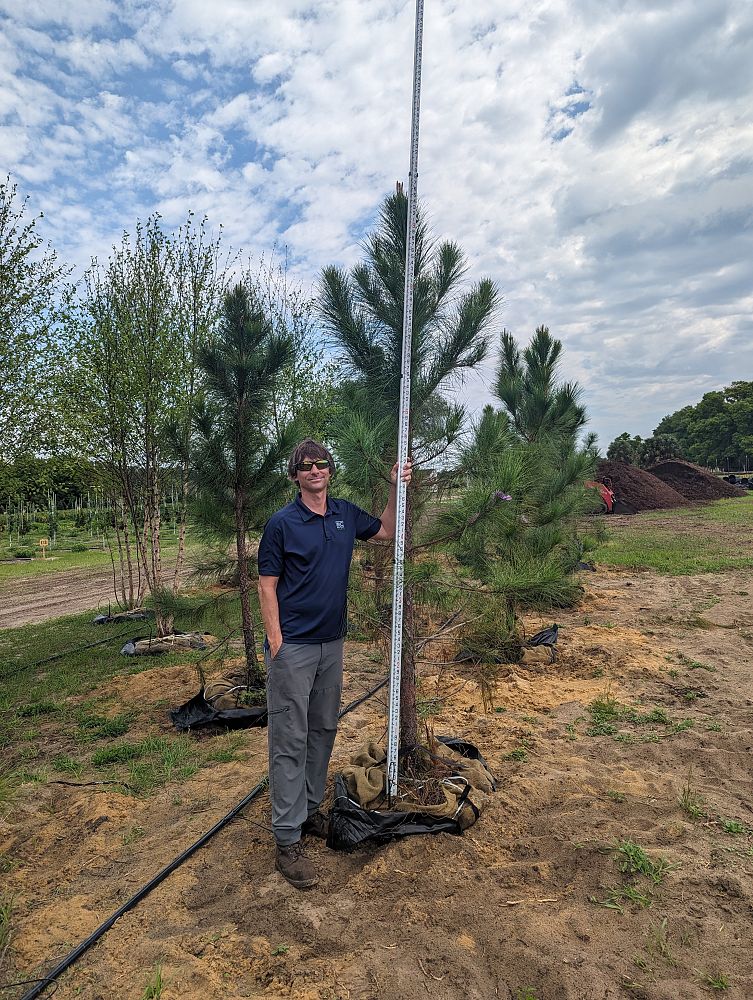 pinus-elliottii-slash-pine