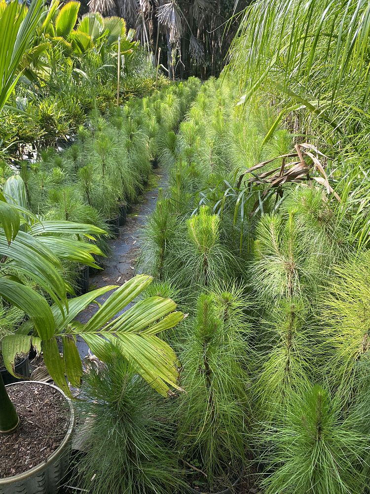 pinus-elliottii-slash-pine