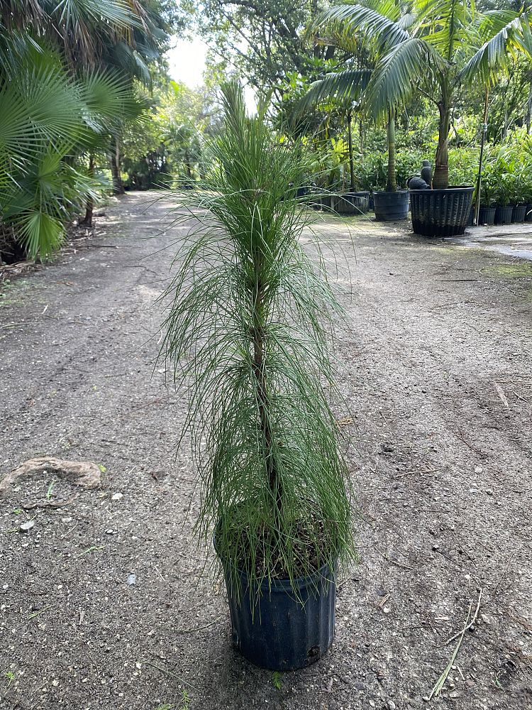 pinus-elliottii-slash-pine