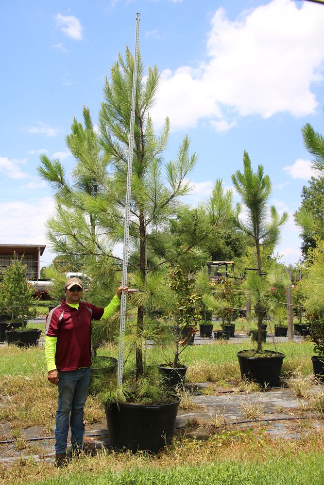 pinus-elliottii-slash-pine