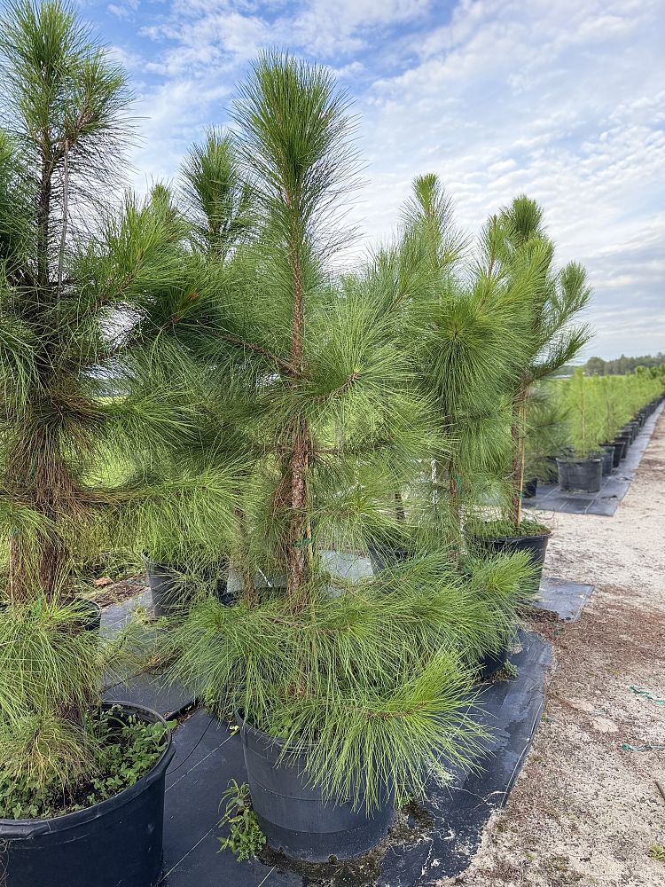 pinus-elliottii-slash-pine