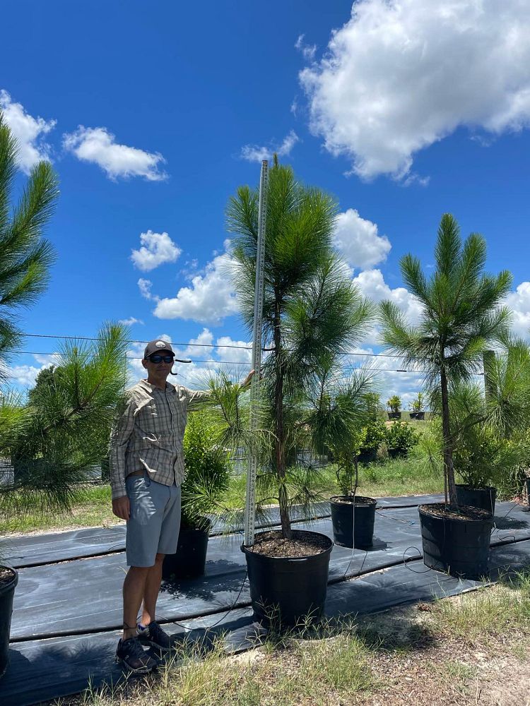 pinus-elliottii-slash-pine