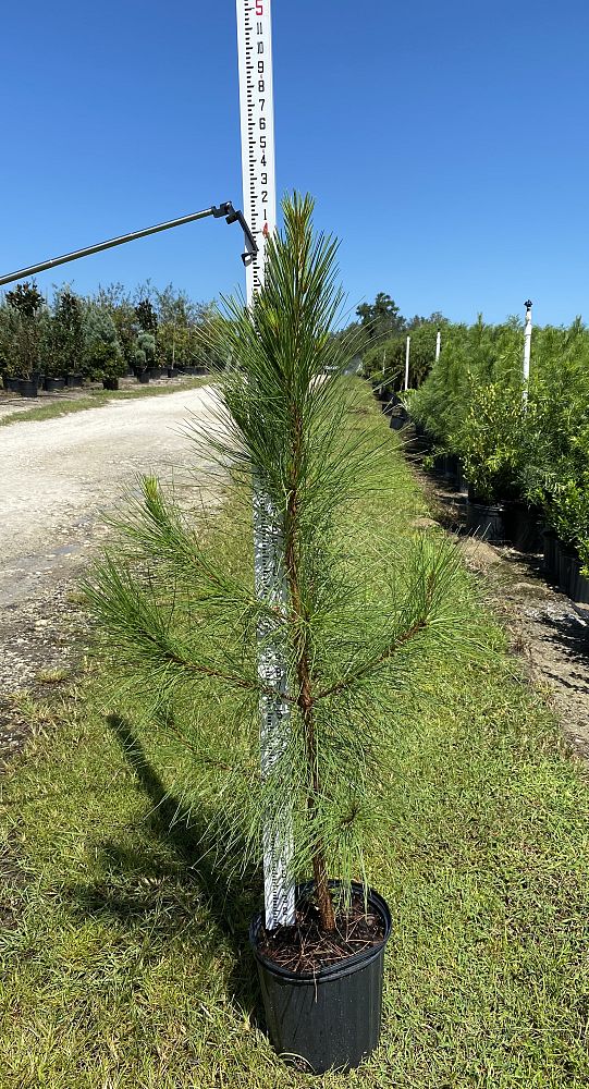 pinus-elliottii-slash-pine