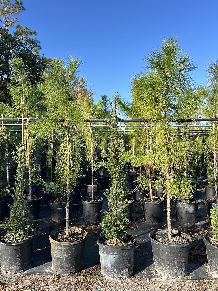 pinus-elliottii-slash-pine