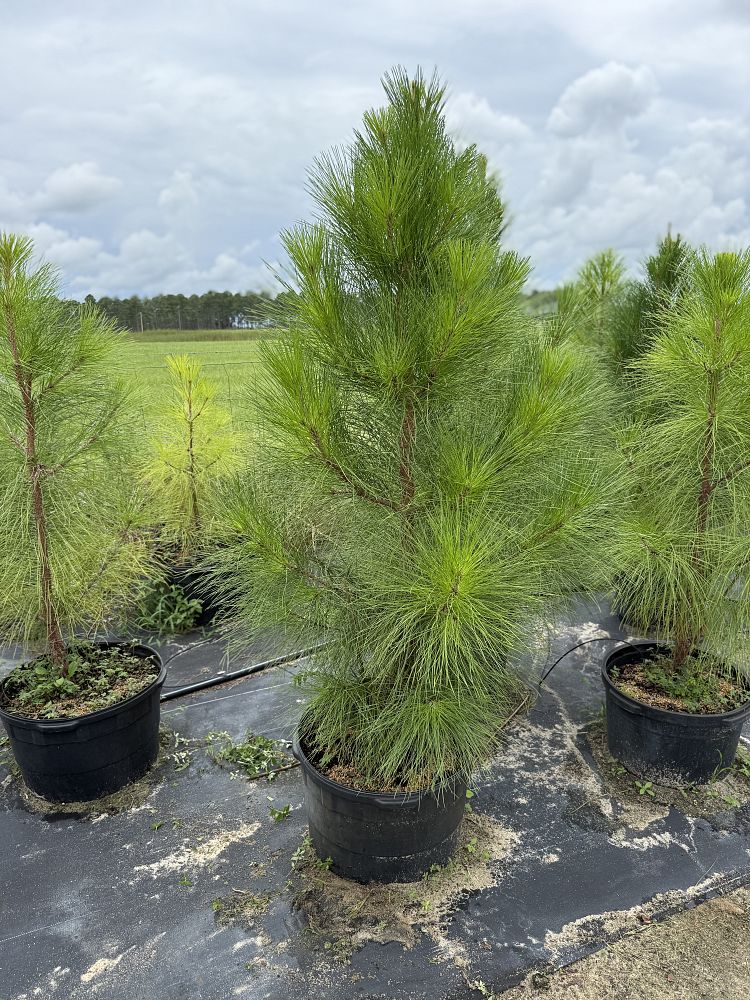pinus-elliottii-slash-pine