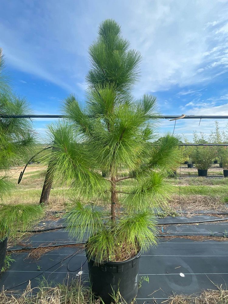 pinus-elliottii-slash-pine