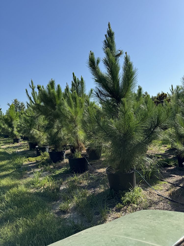 pinus-elliottii-slash-pine