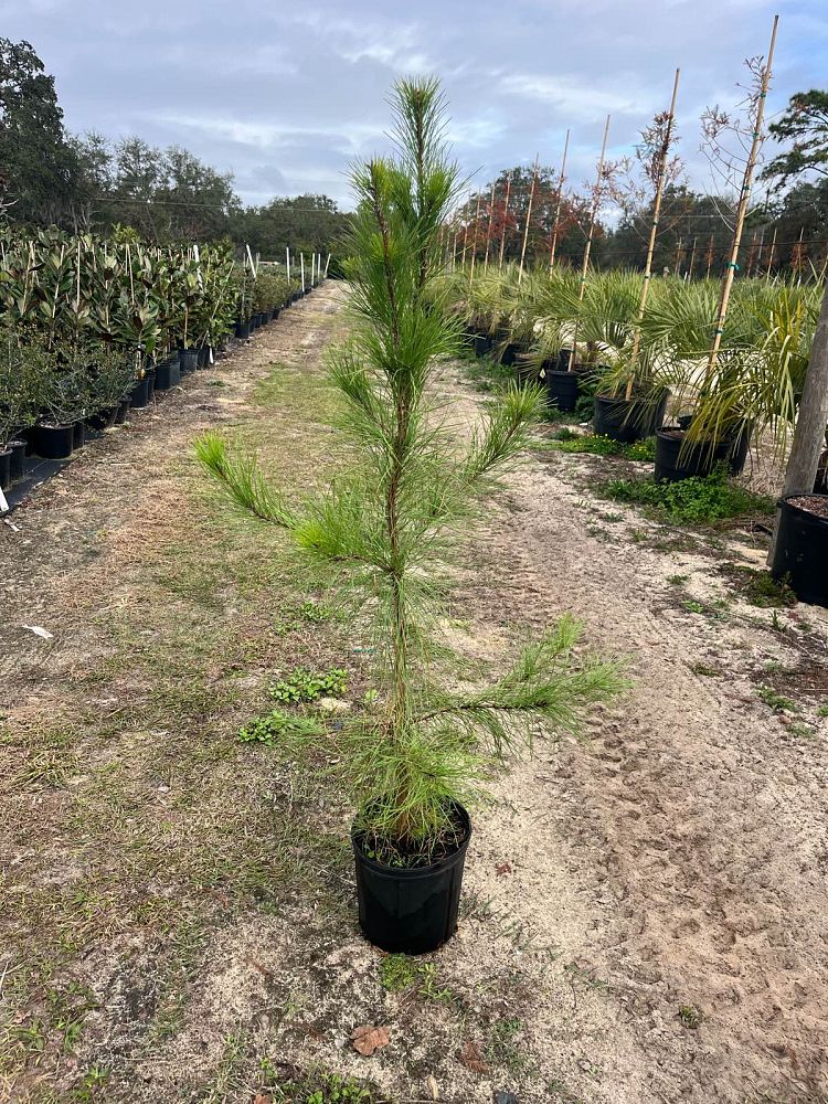 pinus-elliottii-slash-pine
