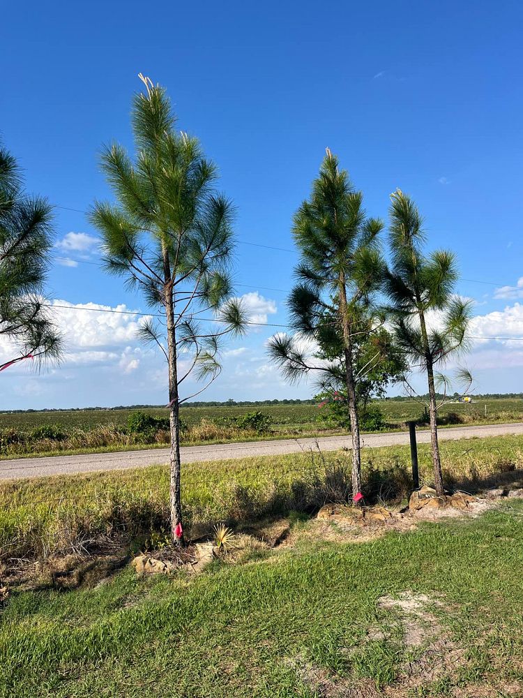 pinus-elliottii-slash-pine