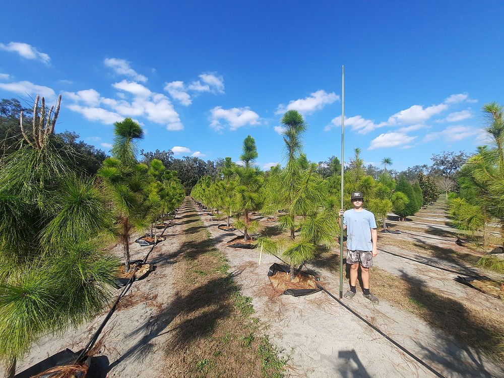 pinus-elliottii-slash-pine