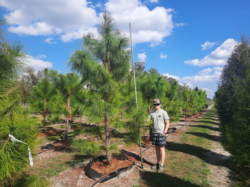 pinus-elliottii-slash-pine