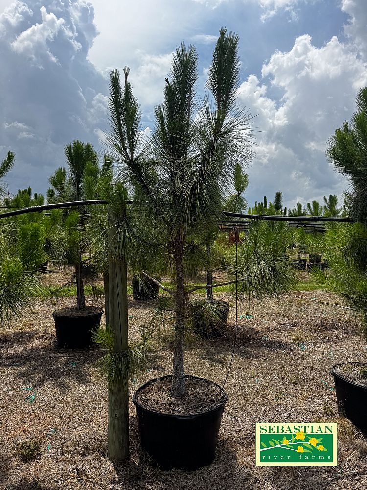 pinus-elliottii-slash-pine