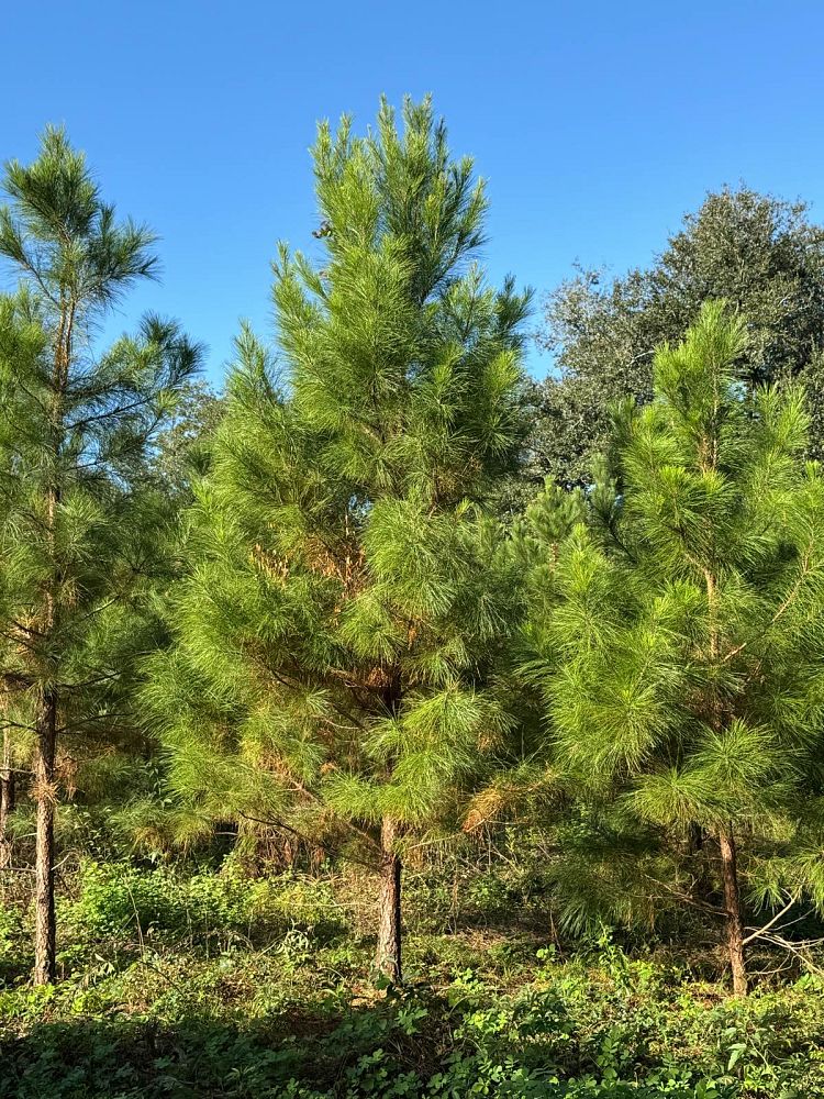 pinus-elliottii-slash-pine