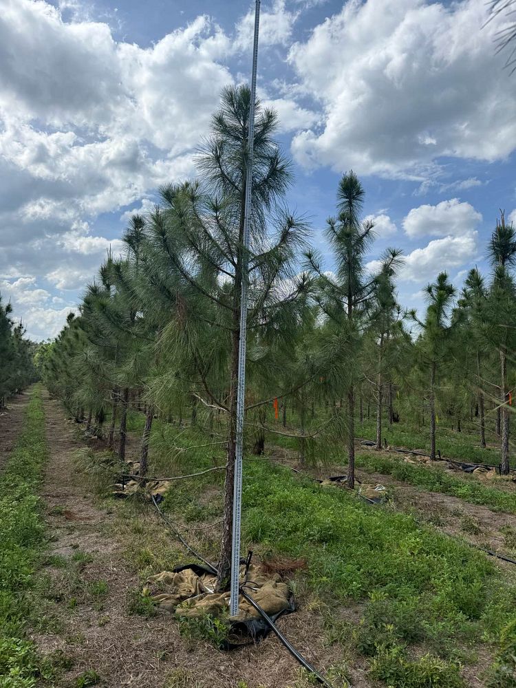 pinus-elliottii-slash-pine