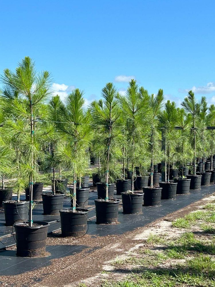pinus-elliottii-slash-pine