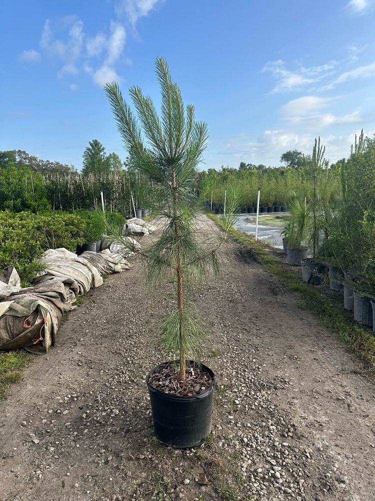 pinus-elliottii-slash-pine