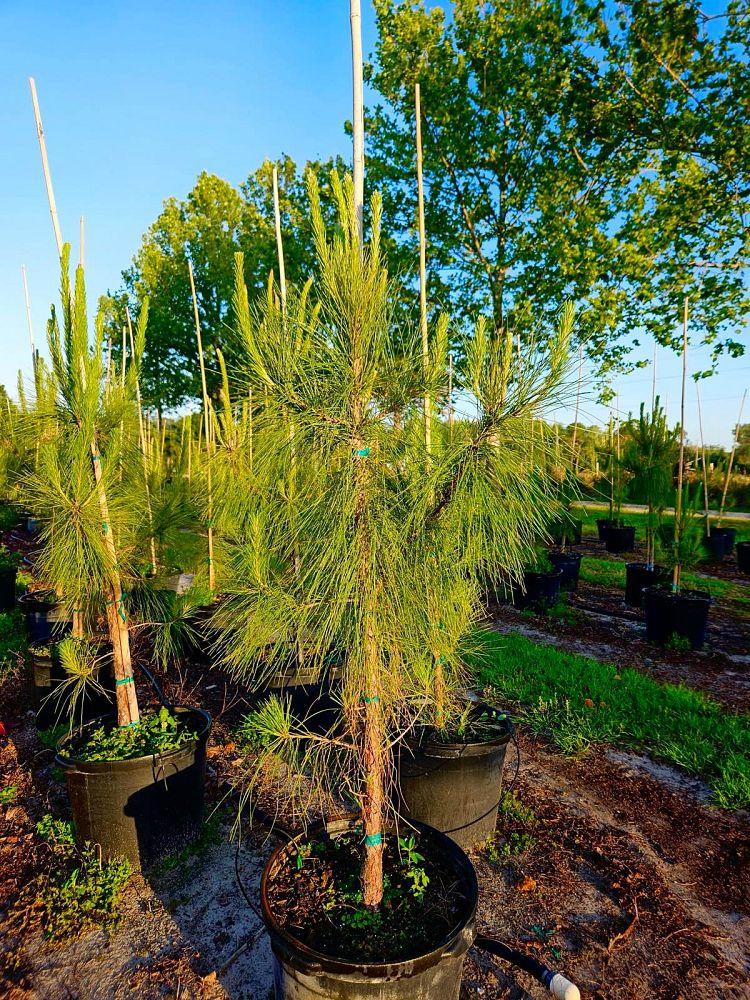 pinus-elliottii-slash-pine