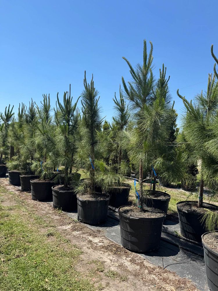 pinus-elliottii-slash-pine