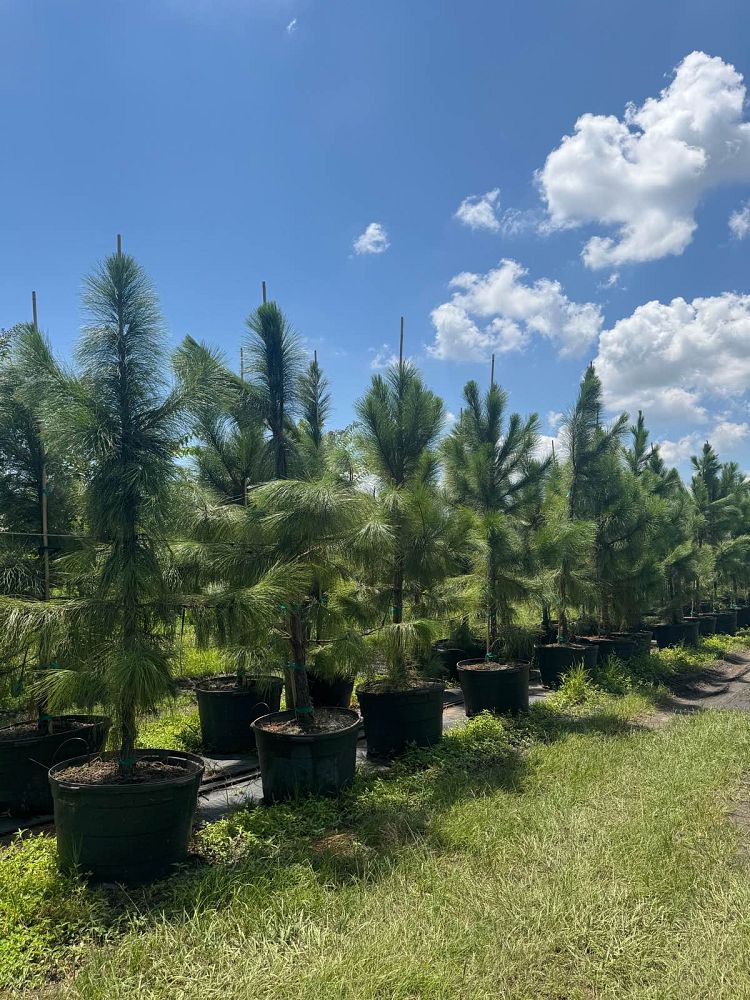 pinus-elliottii-slash-pine