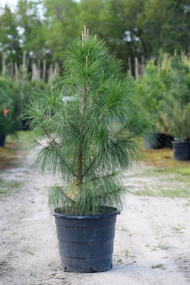pinus-elliottii-slash-pine