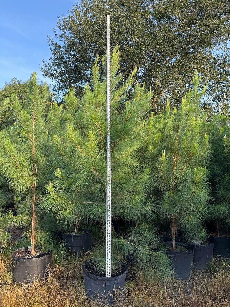 pinus-elliottii-slash-pine